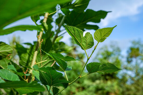 桑树