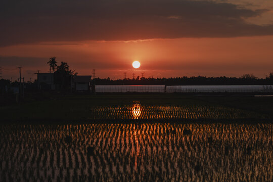 稻田夕阳