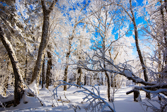 森林雾凇雪景