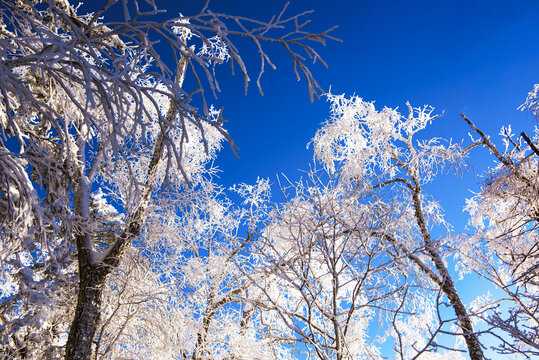 雾凇雪景