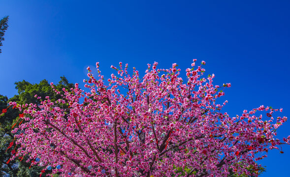 桃花树