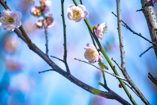 梅花枝