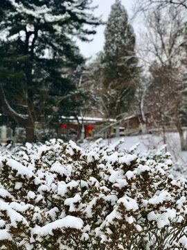 雪压灌丛红灯隐