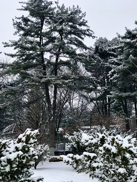 冬雪织树