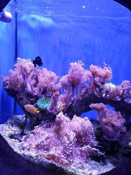 珊瑚群