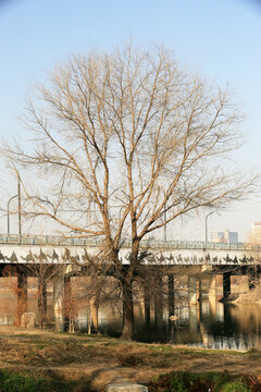 河岸水景风光