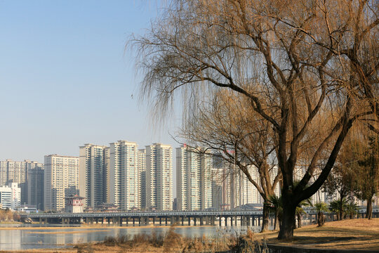 河岸垂柳