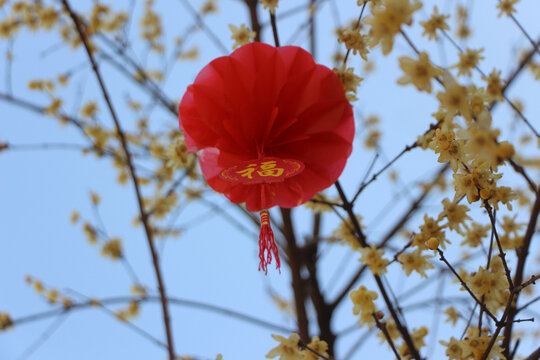 腊梅迎春花盛开