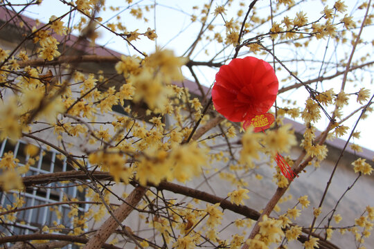 腊梅迎春花盛开