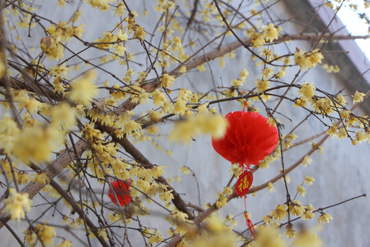 腊梅迎春花盛开