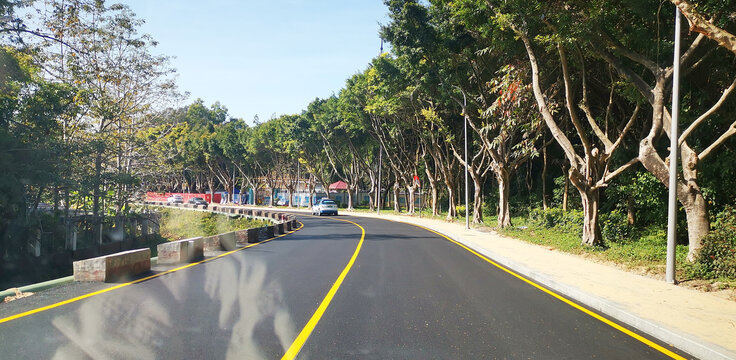 梧桐路风景