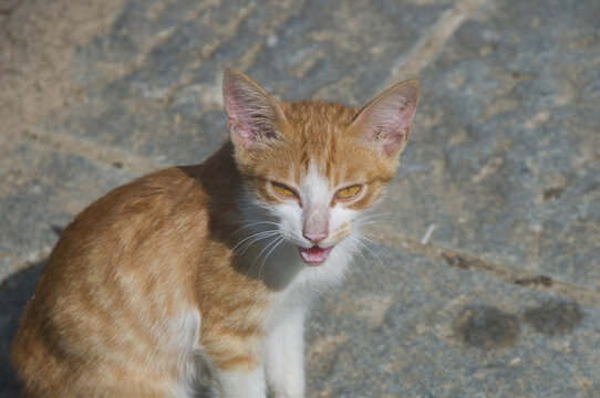 狸花猫小猫