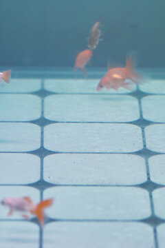 小金魚