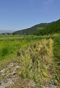 乡村夏日风光