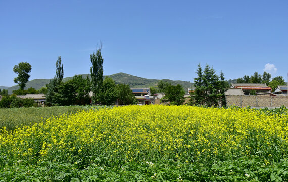 乡村油菜花