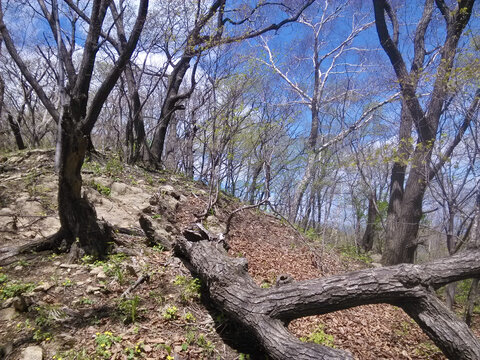 林间倒地木横陈