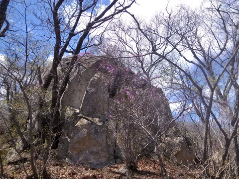 岩前映山红