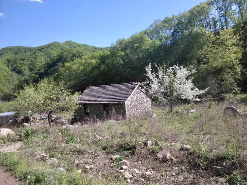 梨花树下的山屋