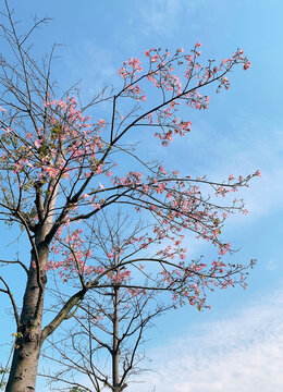 树木开花蓝天白云