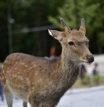 日本奈良小鹿