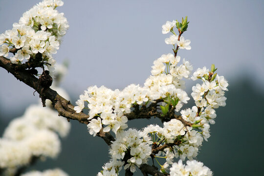 李子树开花