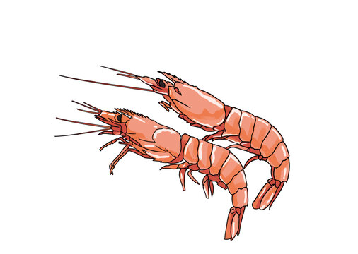 北極蝦插畫分層