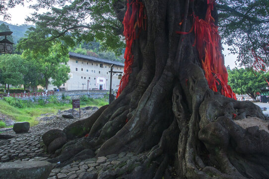 洪坑大榕树