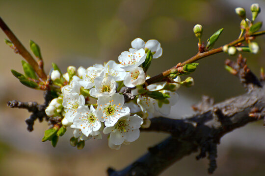 李子花