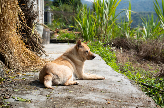 土狗