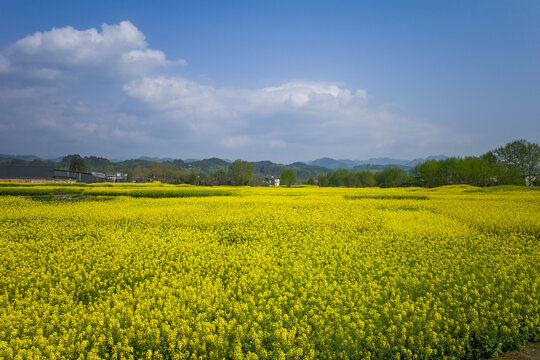 都江堰桂花镇油菜花