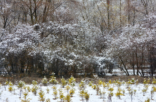 雪地树木