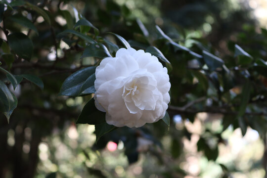 一朵盛开的白花