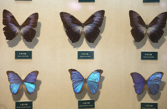陕西自然博物馆蝴蝶闪蝶标本