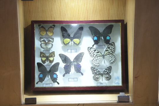 陕西自然博物馆粉蝶标本