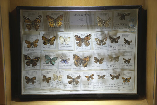 陕西自然博物馆粉蝶标本