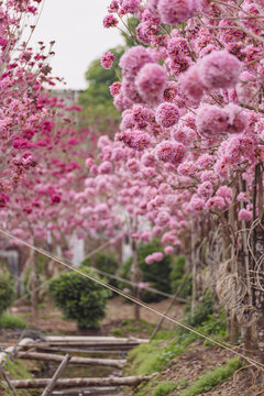 绣球紫花风铃木