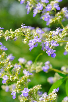 野生荆条花