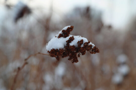 雪后芦苇景色