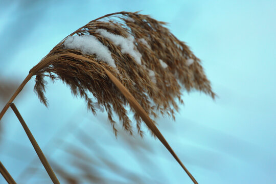 落雪芦苇