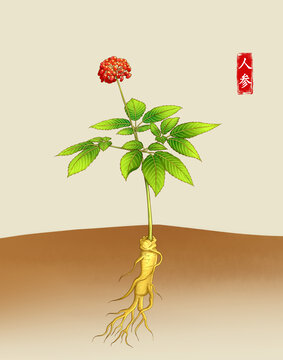 中草药人参植物插图