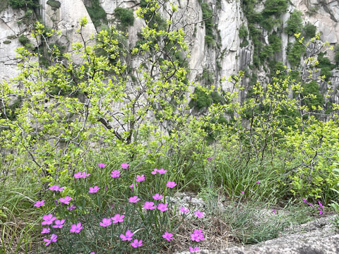 秦岭山下的野花