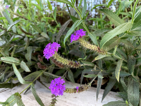 紫色的小野花