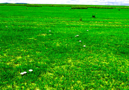 草原蘑菇圈