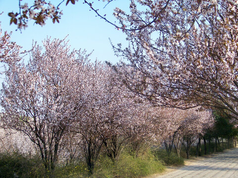 开满鲜花的花间小路