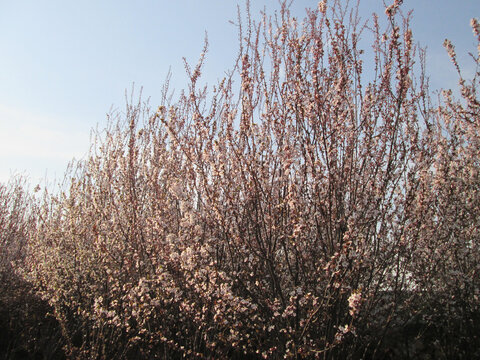 浓密的花枝如花墙