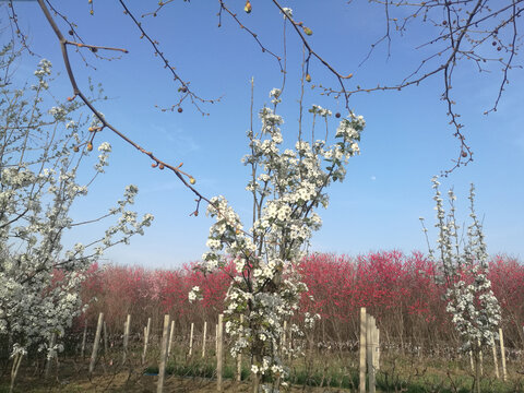 日月同辉照红桃白梨花