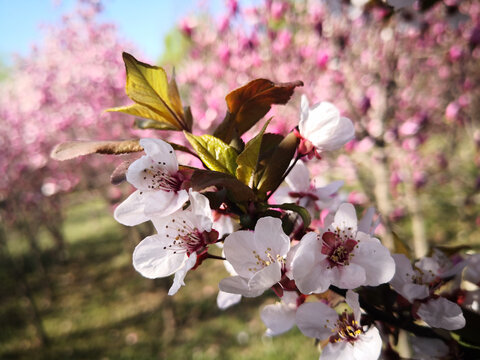 一枝红蕊梨花开满枝头