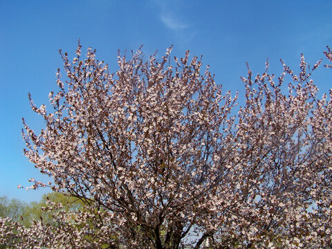 蓝天下的翠柳和梨花林