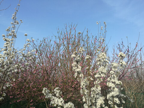 月挂红桃花白梨花花林