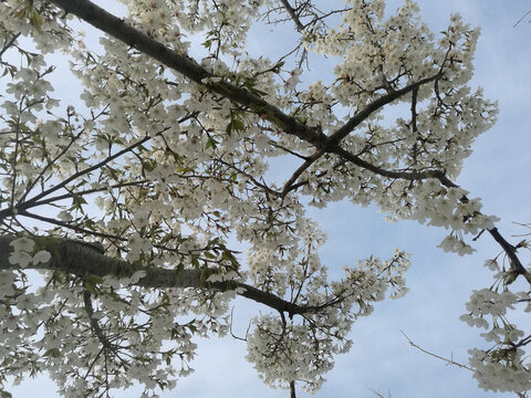 一树梨花盛开压枝头